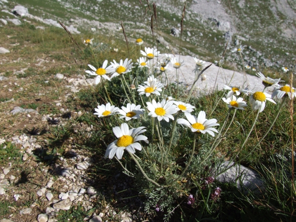 Fioriture in quota